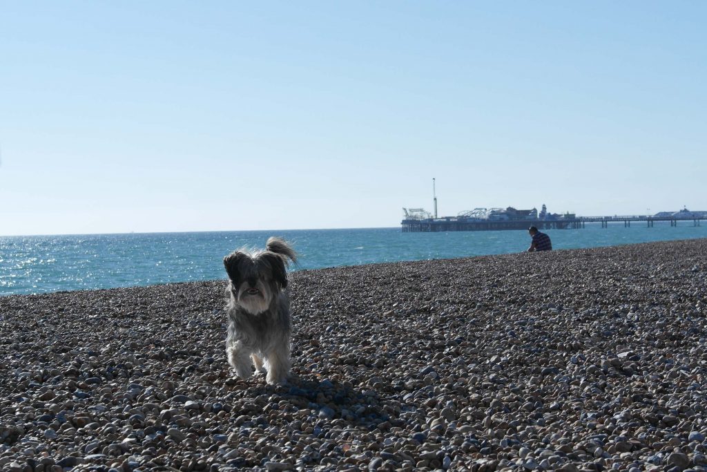 Dog Friendly Beach Brighton